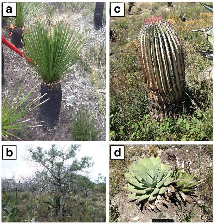 El PP planta a Sumar y deja en vilo el decreto de alquileres