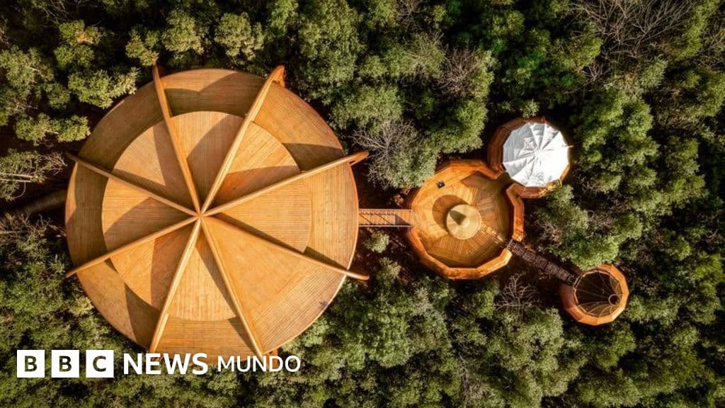 Volver a las copas: la lección silenciosa de las casas en los árboles