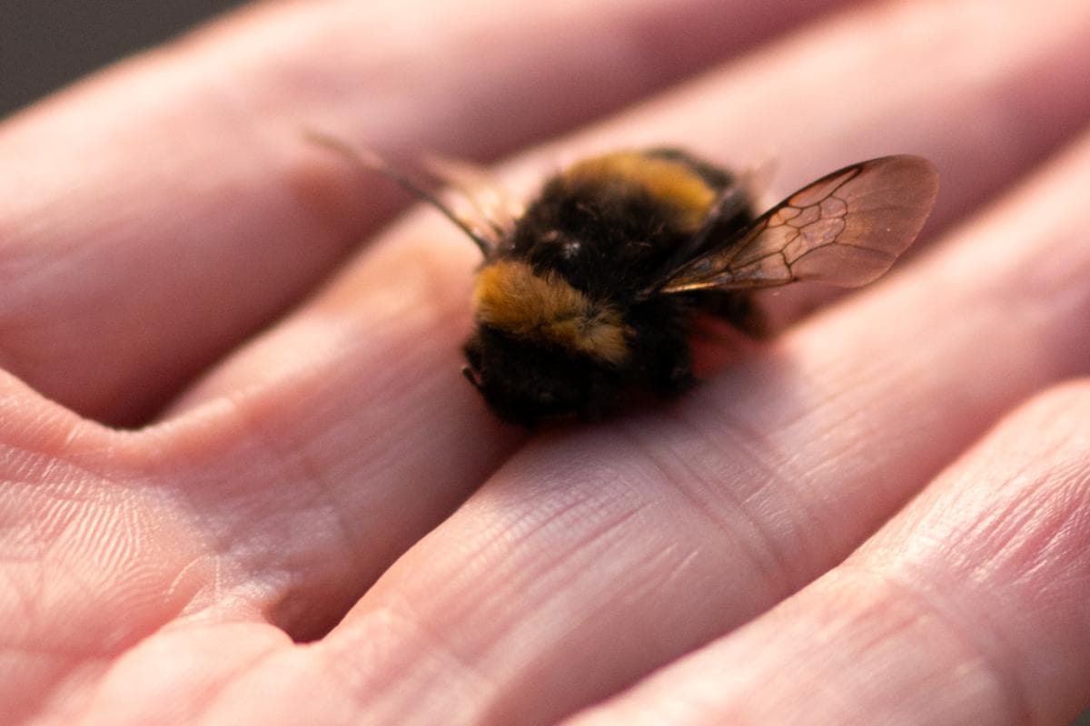 La escala del dolor que nos enseña por dónde pican la verdad y la cobardía