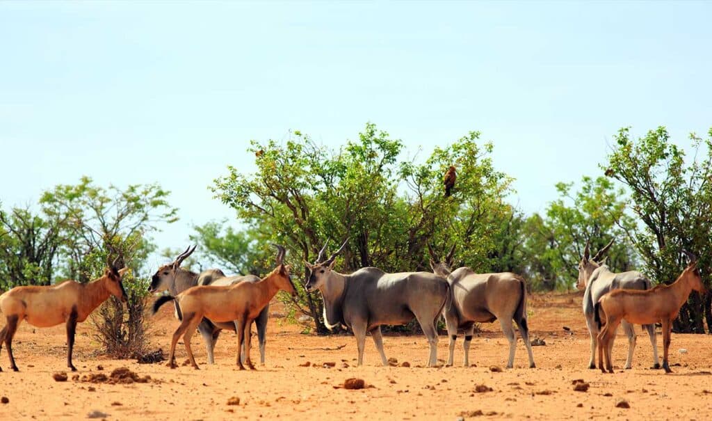 El vivario de Moctezuma: poder, ciencia y asombro que desafía cinco siglos