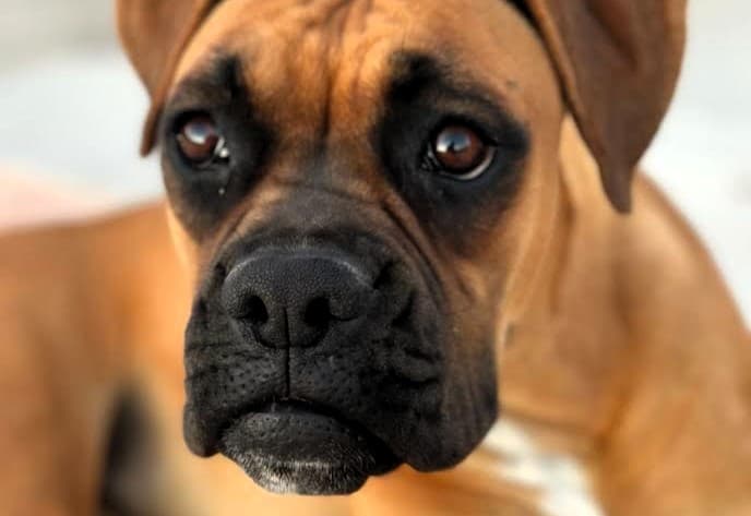 La pesadilla en Talavera: una niña herida y la urgencia de responsabilidad