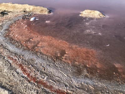 Torrevieja reafirma su alma: la Feria de Mayo vuelve a vestir la ciudad de sevillanas