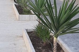 Torrevieja reafirma su pulso marítimo: la 26ª Estrella de Levante vuelve a brillar