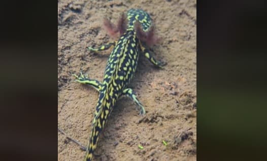 Un ajolote mexicano hallado en Gales sacude la calma: asombro y responsabilidad