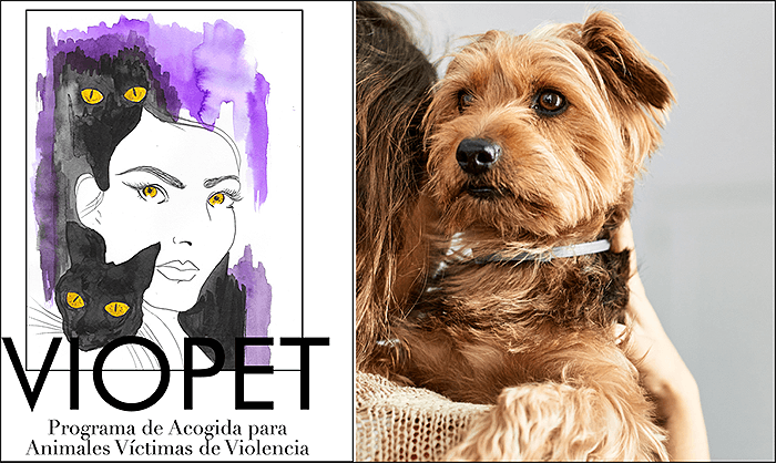 Protección integral: Torrevieja ante la encrucijada de la violencia y la compasión