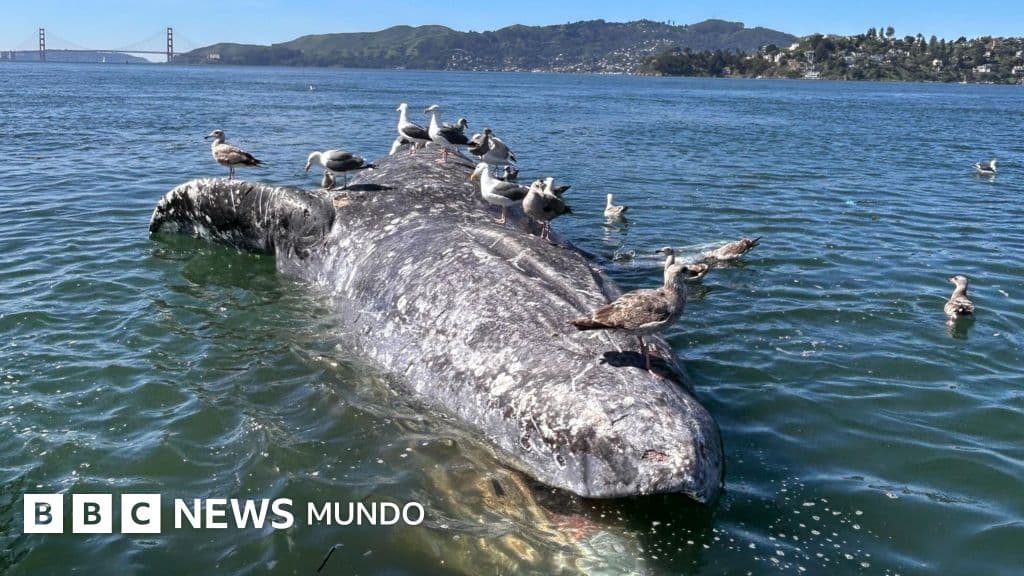 La bahía en peligro: las ballenas grises nos reclaman cuentas