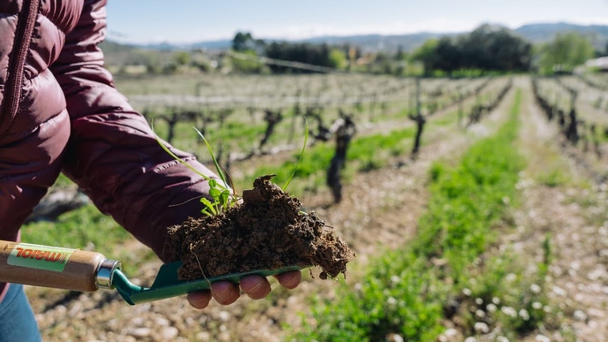 Alicante planta cara al abandono: 91 jóvenes reviven el campo