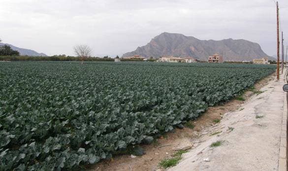 La agroindustria valenciana: músculo exportador que sostiene la economía