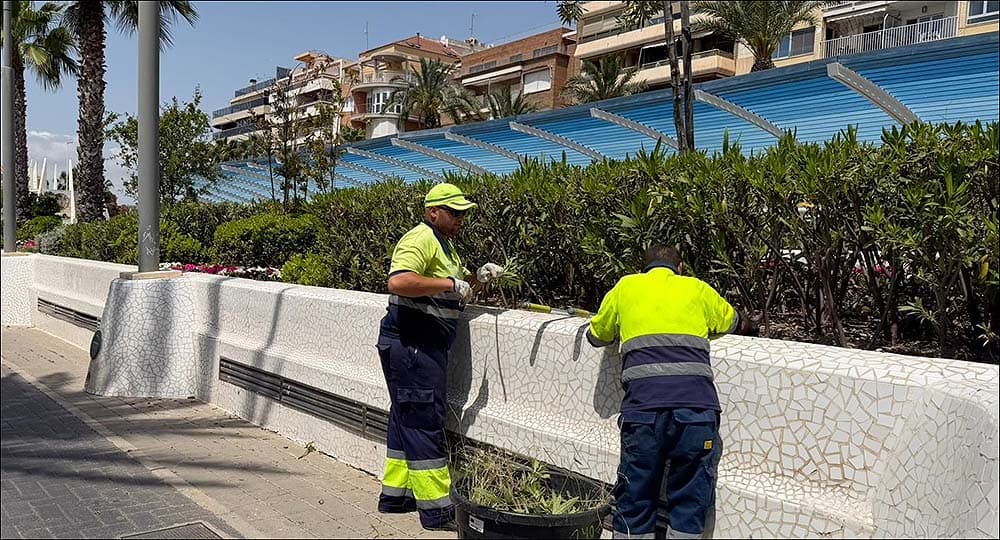 Torrevieja renueva su pulso urbano con flores y podas: la ciudad que cuida su paisaje