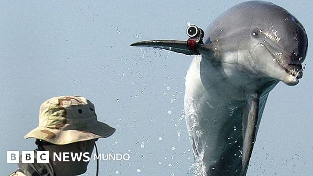Delfines, minas y dudas: la historia real detrás del rumor iraní