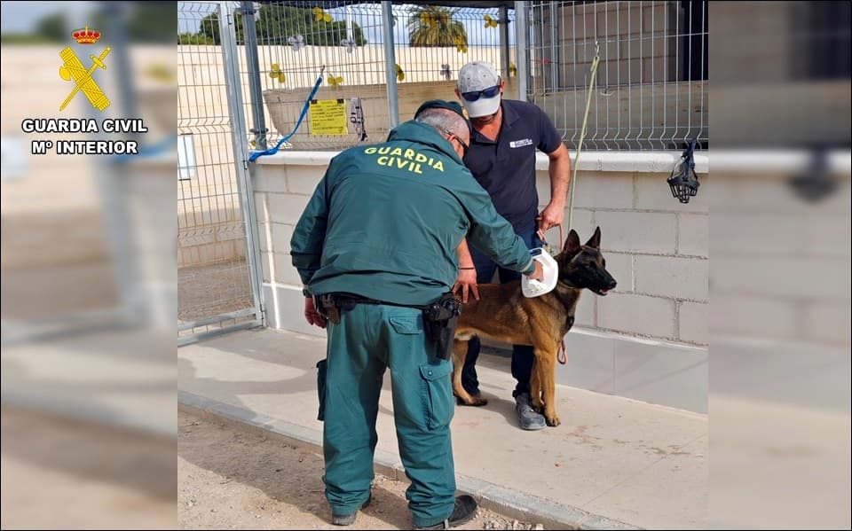 Indignante abandono: un perro hallado con un collar de castigo incrustado en Torrevieja