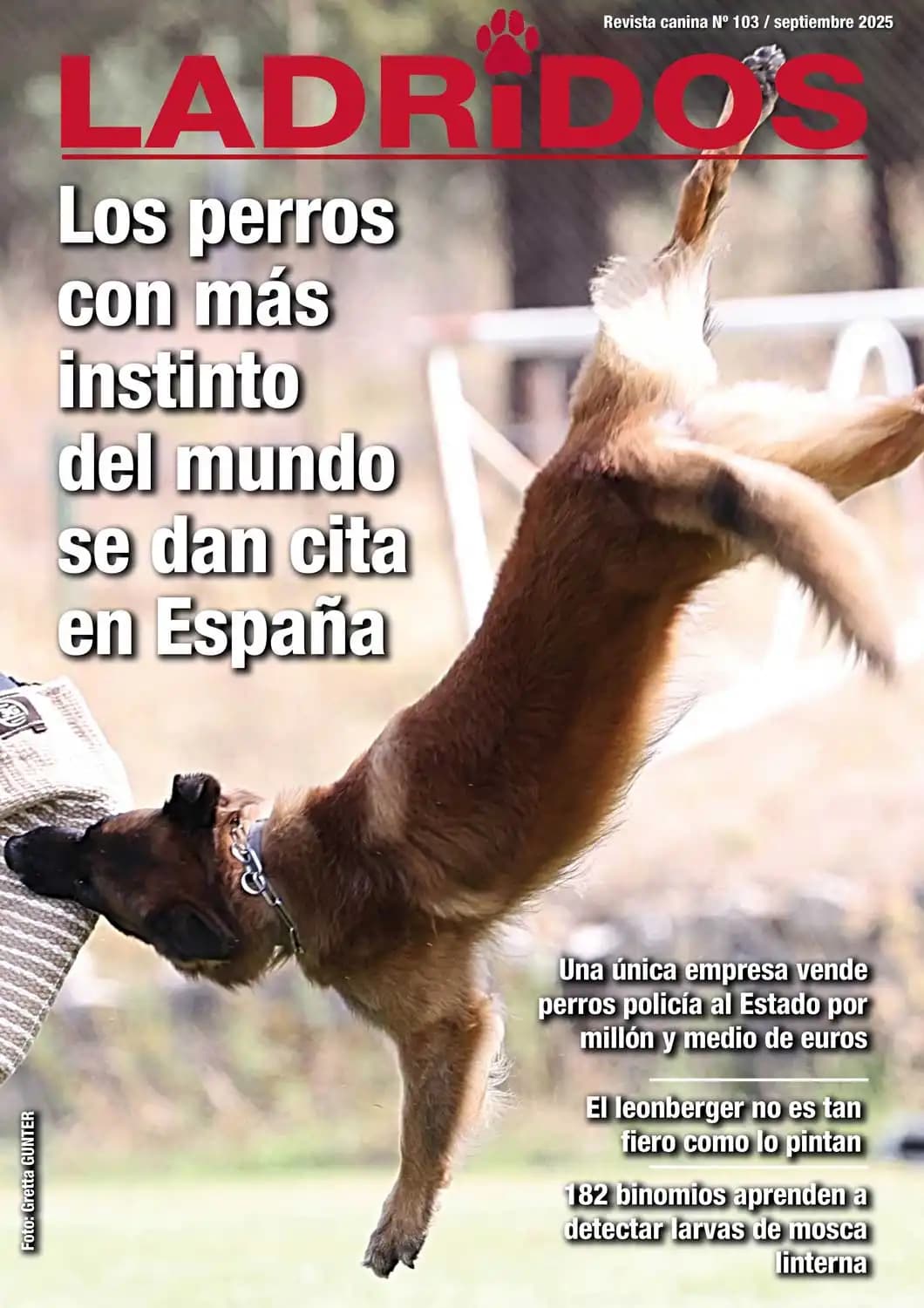 El lince ibérico triunfa y nos devuelve una lección de conservación