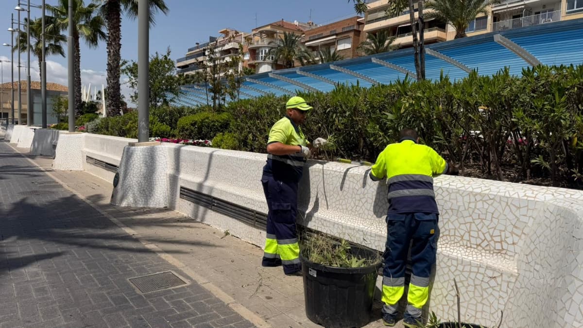 Torrevieja embellece su litoral: jardinería eficaz y mirada al verano