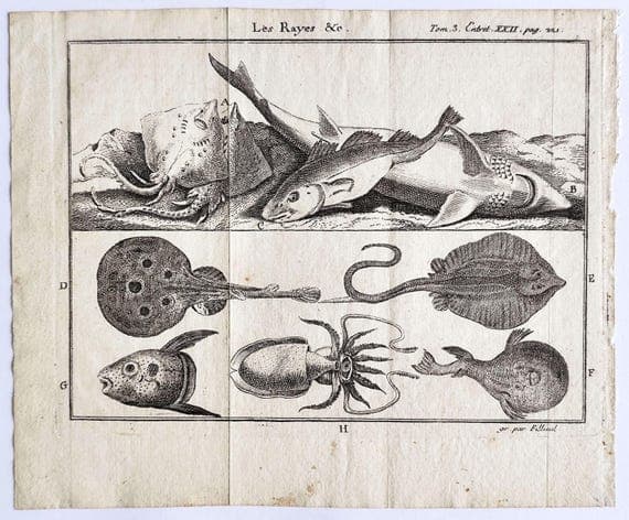 Descubrimientos que exigen responsabilidad: lo que el Caribe submarino nos revela