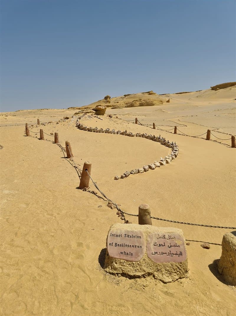 Los huesos bajo el hielo: un testimonio helado de lo que perdemos